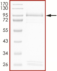 EGFR (C797S L858R), Active